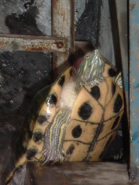 turtle 021